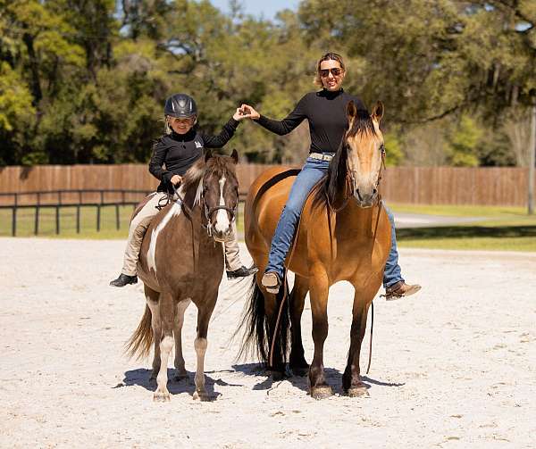 beginner-welsh-pony