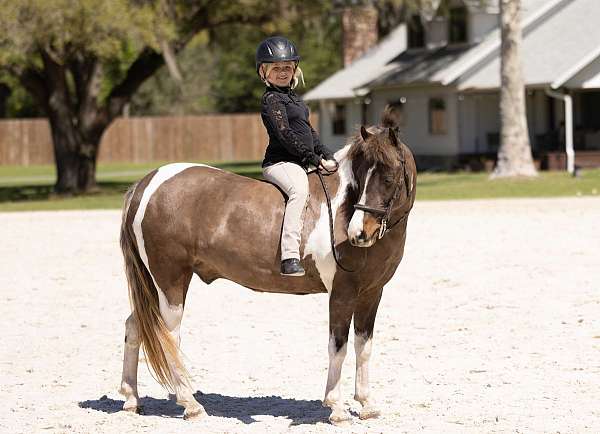 driving-welsh-pony