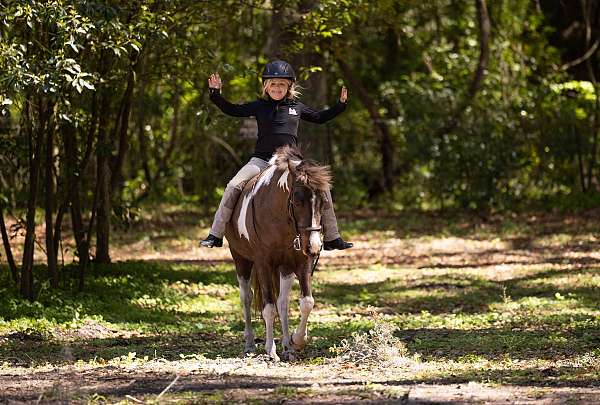 flashy-welsh-pony