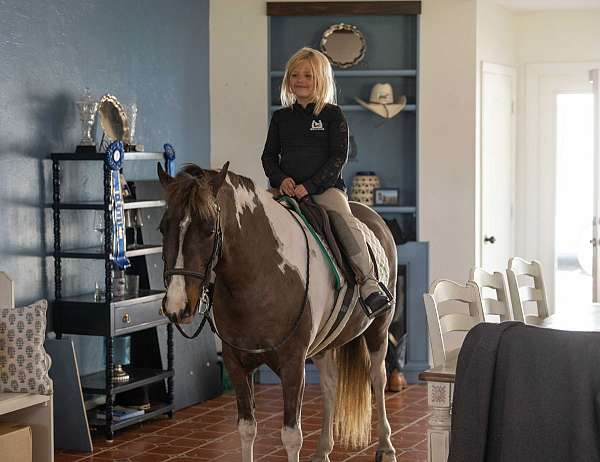 parade-welsh-pony