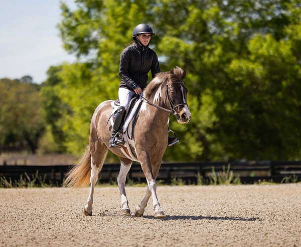 ridden-western-welsh-pony