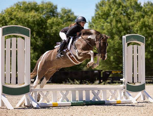 show-welsh-pony