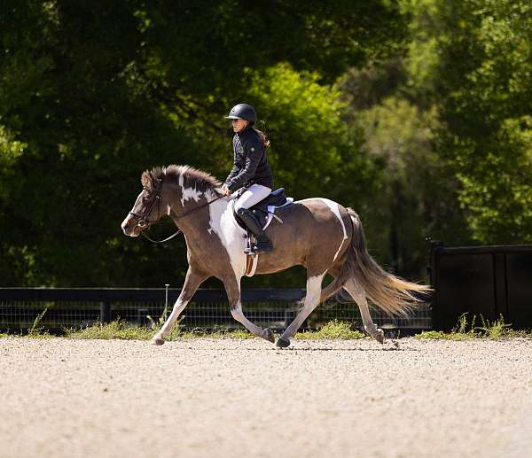 trail-welsh-pony