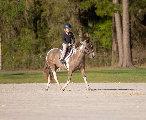 youth-welsh-pony