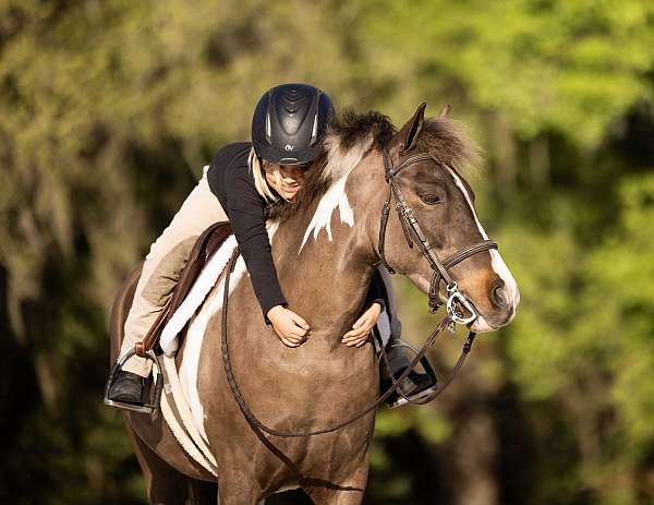 pinto-welsh-pony-gelding