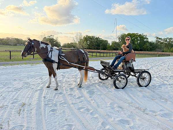 athletic-welsh-pony