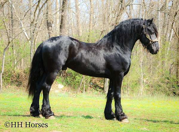driving-friesian-horse