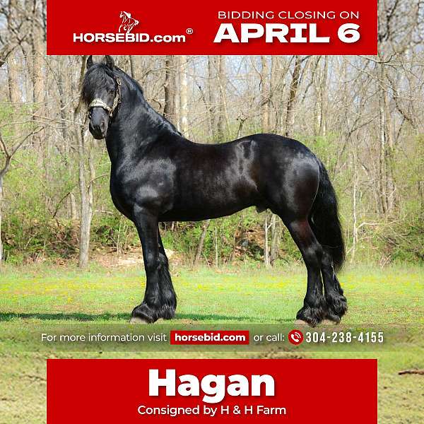 all-around-friesian-horse