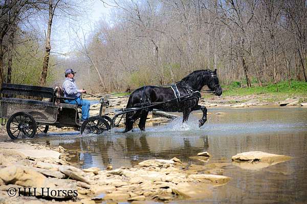 flashy-friesian-horse