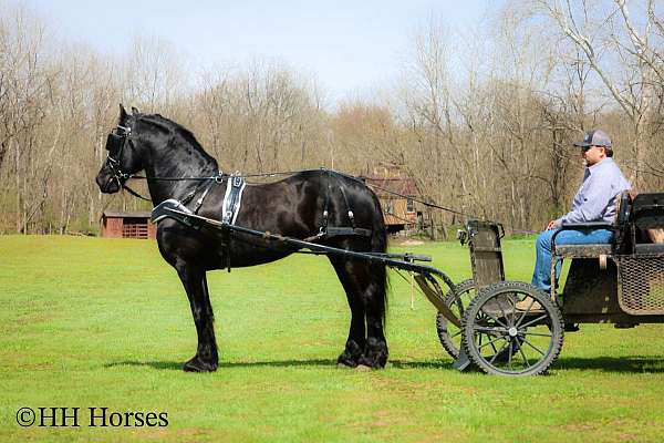 parade-friesian-horse