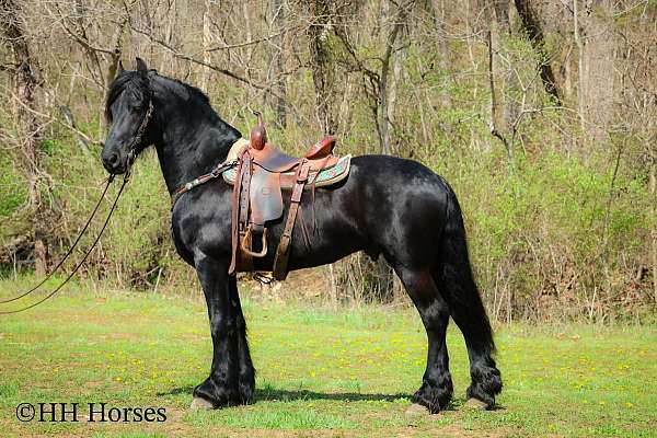 ranch-friesian-horse