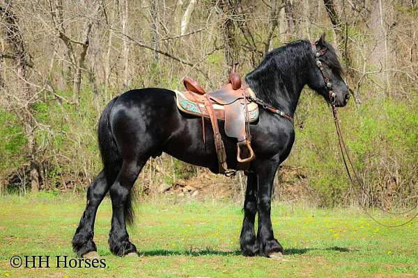 ranch-work-friesian-horse