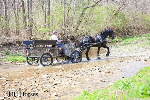 ridden-english-friesian-horse