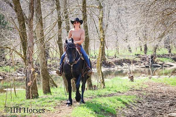 ridden-western-friesian-horse