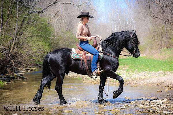 show-friesian-horse