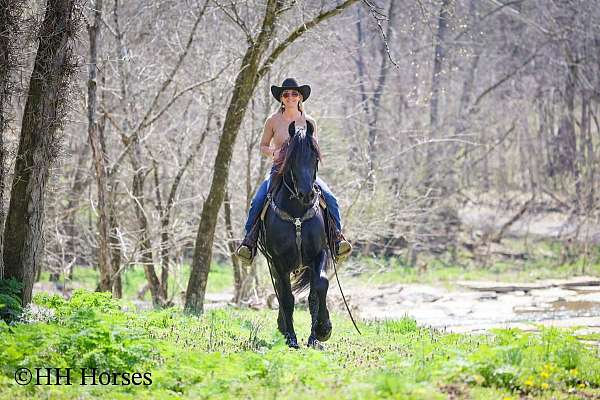 stallion-friesian-horse
