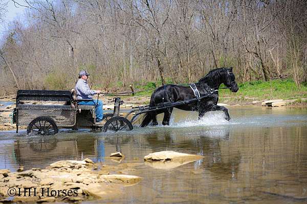 trail-friesian-horse