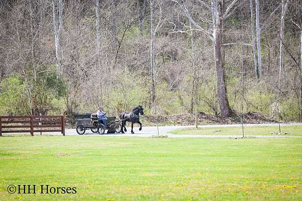 black-friesian-stallion