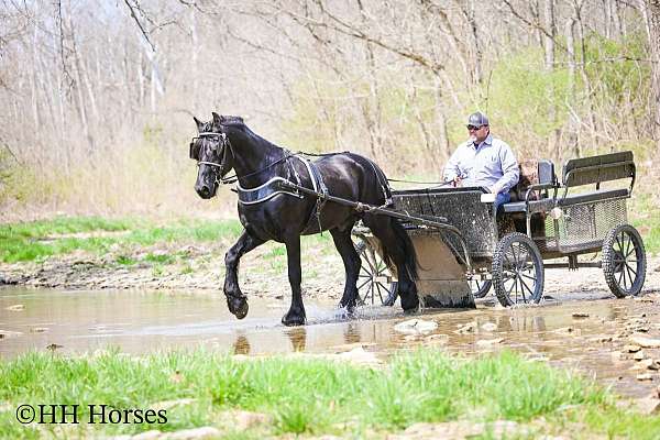 youth-friesian-horse