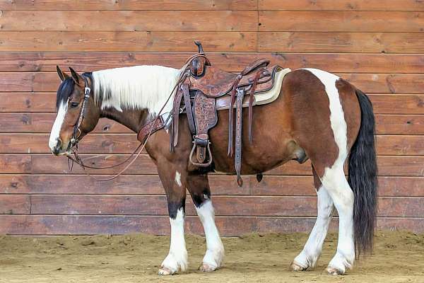 athletic-draft-horse