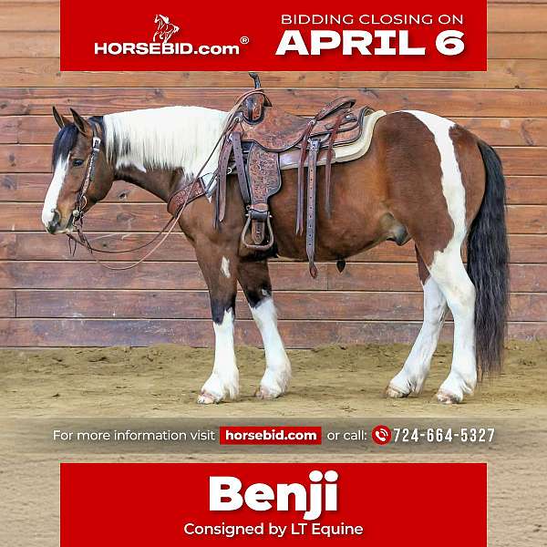 all-around-draft-horse