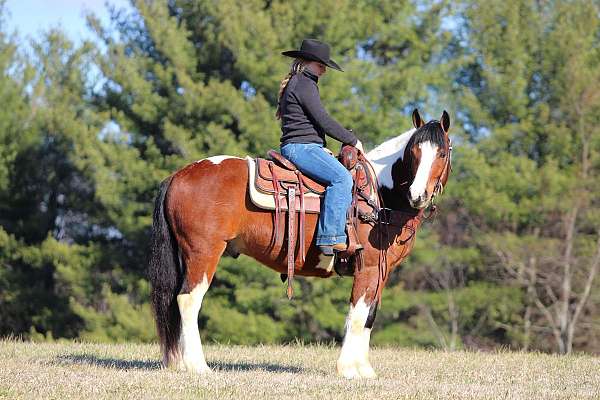calf-roping-draft-horse
