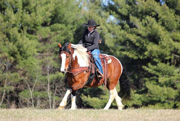 draft-horse