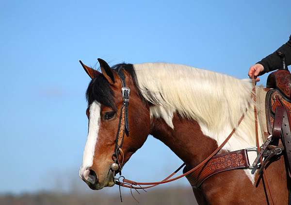flashy-draft-horse