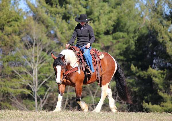 husband-safe-draft-horse