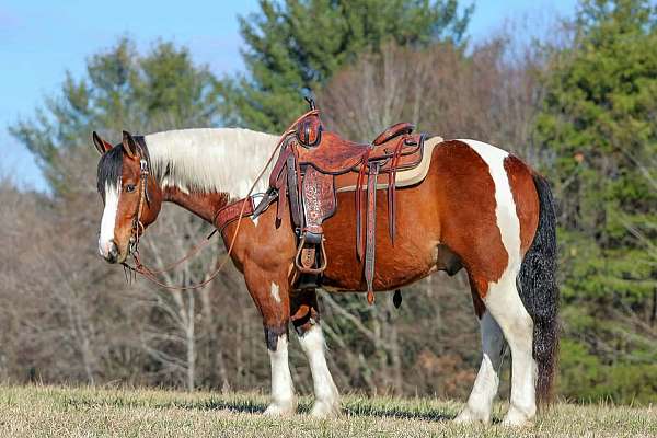 parade-draft-horse