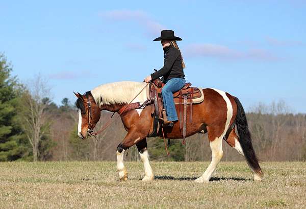 performance-draft-horse