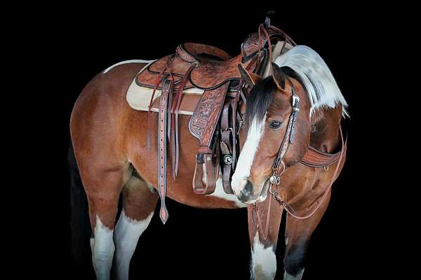 ridden-western-draft-horse