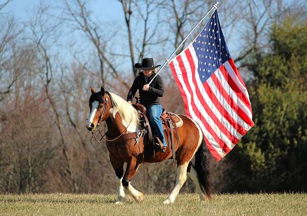 roping-draft-horse