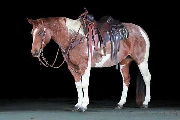 athletic-paint-horse