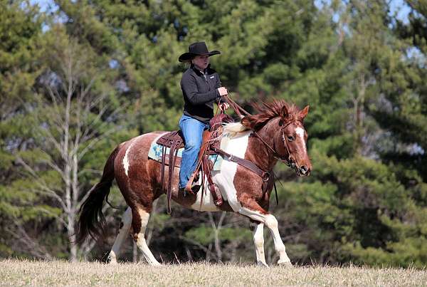 performance-paint-horse