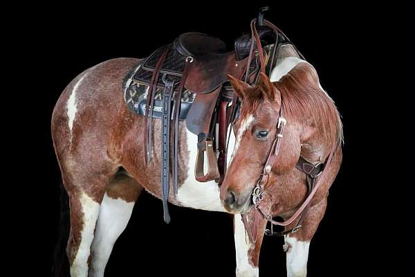 ranch-paint-horse