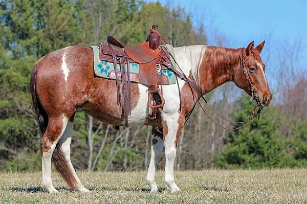 ranch-versatility-paint-horse