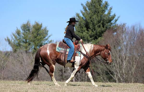 roping-paint-horse