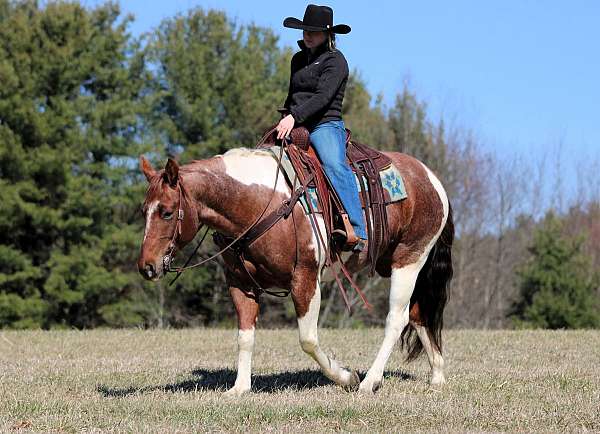 show-paint-horse