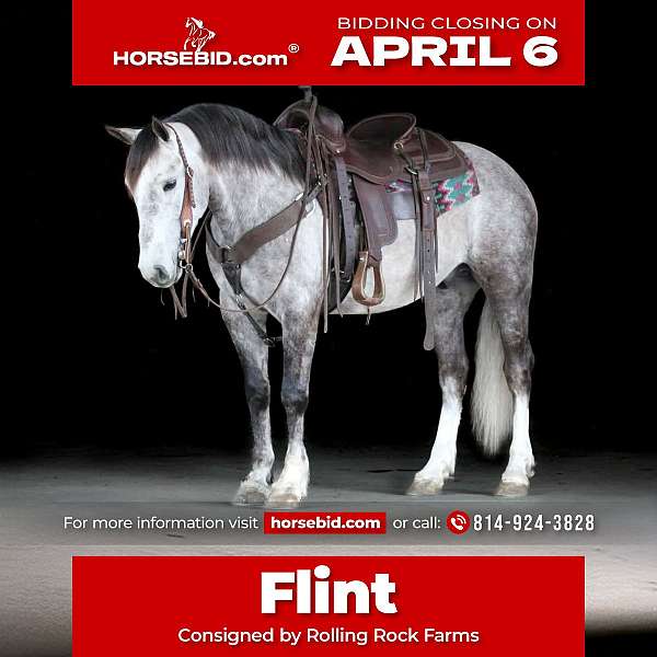 all-around-draft-horse