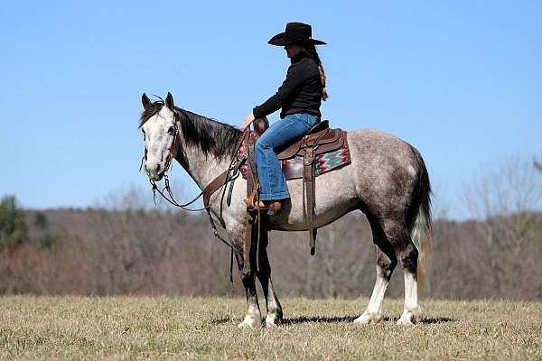 athletic-draft-horse