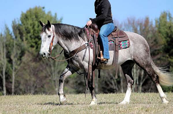 flashy-draft-horse