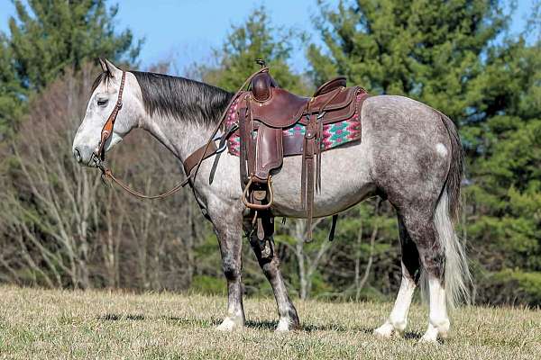 ranch-draft-horse