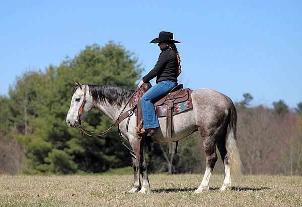 ranch-work-draft-horse