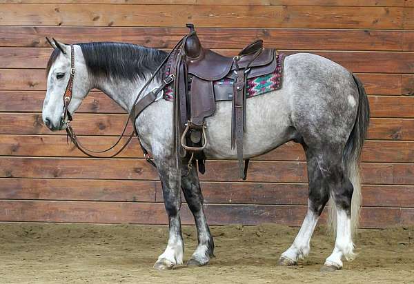 ridden-english-draft-horse