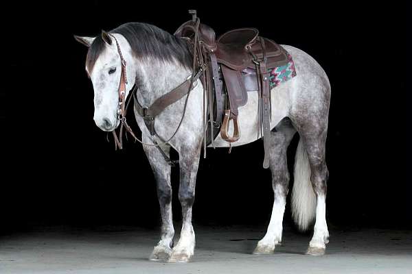 ridden-western-draft-horse