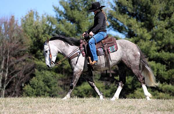 show-draft-horse