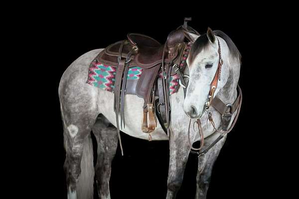 trail-draft-horse
