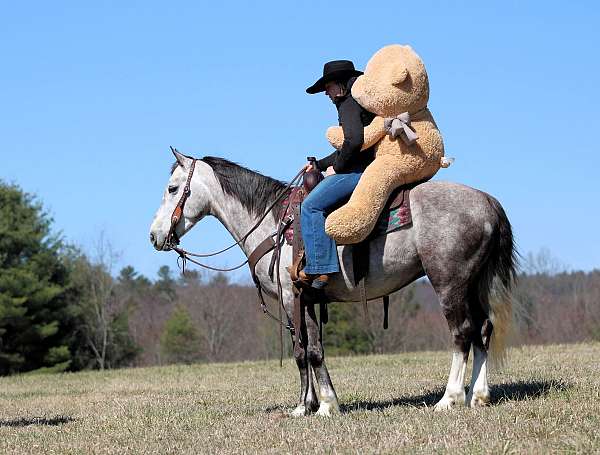 grey-draft-gelding