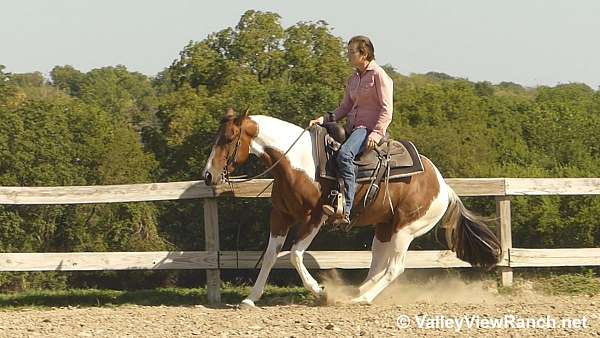 jumper-paint-horse